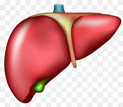 There are 2 distinct sources that supply blood to the liver, including the following: Liver Human Body Diagram Cirrhosis Organ Others Anatomy Liver Human Body Png Pngwing