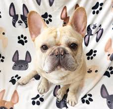 Meet ziggy, one of our adorable french bulldog puppies for sale. French Bulldog Love Shopfbl Twitter French Bulldog Breed French Bulldog French Bulldog Blue