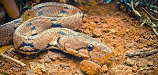 Maybe you would like to learn more about one of these? Snakes In Maharashtra And Where To Find Them Outlook Traveller