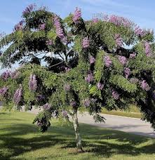 Image result for Lonchocarpus
