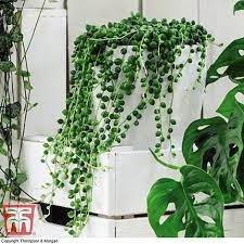 I didn't expected to be this good. Senecio String Of Pearls House Plant Thompson Morgan