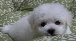 Your puppy is receiving a lot of social interaction with the family. Bichon Frise Puppy For Sale In Eugene Or Adn 58034 On Puppyfinder Com Gender Male Age 10 Weeks Bichon Frise Puppy Bichon Frise Puppy For Sale Bichon Frise