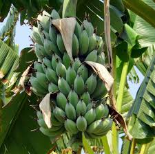 Image result for Musa acuminata