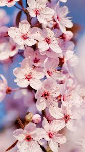 Cherry Blossom Iphone 5 Wallpaper Iphone 5 Wallpapers Gallery Cherry Blossom Wallpaper Spring Wallpaper Flower Wallpaper