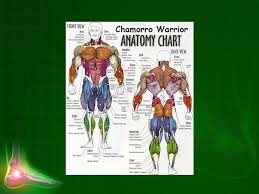 The Muscular System Chapter 7 Qnhq2i Ppt Download
