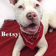 Maybe you would like to learn more about one of these? Puppies For Sale In Toledo Ohio Adoptapet Com
