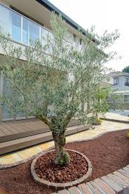 Nh邸 静岡 施工実績 厳選した大きいオリーブの木の販売 Exterior Olive 庭 庭 Diy オリーブの木