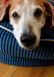 Other responsibilities listed on an animal shelter volunteer resumes include providing food and water to animals, cleaning living areas, taking animals out for walks, brushing and grooming animal coats. Rewarding Volunteer Opportunity Found At Local Animal Shelter Planet Wildcat