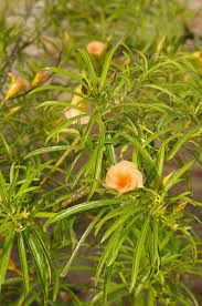 Image result for Cascabela thevetia