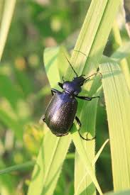 Black Beetles In The City Beneficial Insects The Good Bugs You Want To Have In Your Garden Beneficial Insects Insect Species Insects