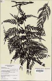 Image result for Vandenboschia gigantea