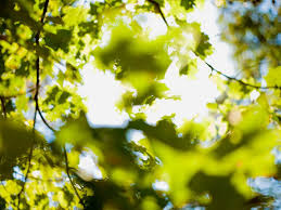 Decision trees are a popular supervised learning method for a variety of reasons. Matthew Arnold Trees Lensculture