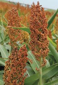 Image result for Sorghum