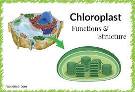 Maybe you would like to learn more about one of these? Chloroplast Function And Structure Solar Panels Rs Science