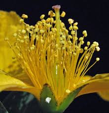 Image result for Hypericum roeperianum