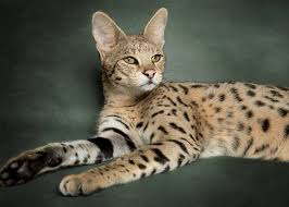 Cat guide for serval cats, keeping servals as pets, description and personality, wild cat information, domestic and wild cat behaviors, pictures of serval cats, servaline. Savannah Cats Savannah Cat Savannah Chat African Serval Cat
