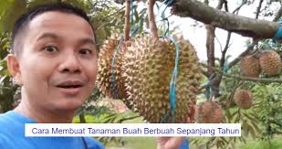 Tabur baja di sekeliling pasu jauh dari sambil membaja berselawat. Lelaki Ini Dedah Rahsia Durian Berbuah Sepanjang Tahun Tanpa Henti Kartel Dakwah