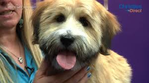 The origins of the wheaten are unclear because detailed records were not kept, but this breed is recognized as developing in the 1700s out of the need to maintain a working dog for. Grooming Guide Tibetan Terrier Puppy Trim Pro Groomer Youtube