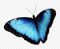Blue Butterfly Png Butterfly Blue Free Photo On Pixabay 886 720 Png Download Free Transparent Blue Butterfly Butterfly Background Butterfly Illustration
