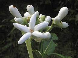 Image result for Gaertnera