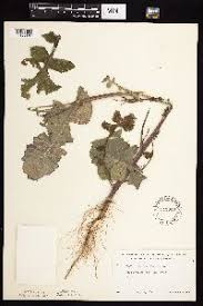 Image result for Sonchus friesii