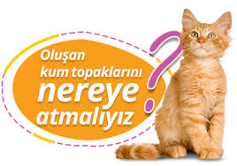 kedimin kumu kedinizin kumu ile ilgili merak ettiginiz her sey burada