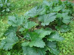 If you're looking for a way to grow vegetables in your garden, you may want to consider trellis for zucchini. Burpee S Fordhook Zucchini Photos And Information