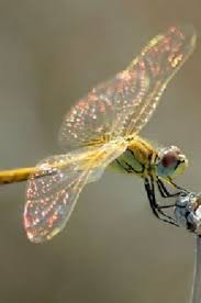 Http 41 Media Tumblr Com 9d1eb017c515182cda6b085e186f73ec Tumblr Nsaw0eolsn1s9poh0o1 400 Jpg Beautiful Bugs Dragonfly Dragonfly Art