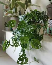 Monstera Adansonii Tiny Plants Small Indoor Plants Plants