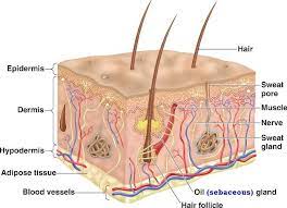 Integumentary System Diagram Quizlet