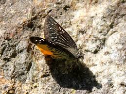 Image result for Trichoneura