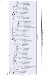 Image result for Cirsium  buchwaldii