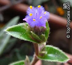 Image result for Cyanotis