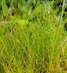 Image result for Eleocharis atropurpurea