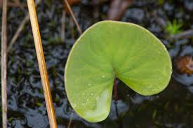 Image result for Utricularia sp.no.1