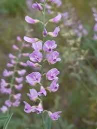 Image result for Polygala melilotoides