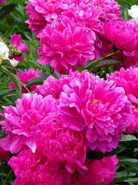 That's why we've created a modern student living environment, just steps from the university of michigan, combining the comforts of home with. Another Beautiful Day At The Peony Gardens At The Nichols Arboretum University Of Michigan Ann Arbor Peonies Garden Beautiful Flowers Pretty Flowers