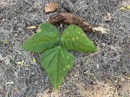 Image result for Vigna frutescens