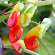 Image result for Impatiens niamniamensis