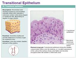 Eight Types Of Epithelial Tissue