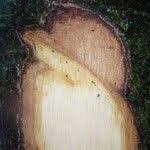 Image result for Diospyros pseudomespilus