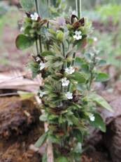 Image result for Hyparrhenia cymbaria
