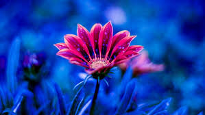 One site with wallpapers at high resolutions (uhd 5k, ultra hd 4k 3840x2160, full hd 1920x1080) for phones and desktop. Beautiful Flower Red Flowers Dew Petals Blue Background 4k Ultra Hd Desktop Wallpapers For Computers Laptop Tablet And Mobile Phones Wallpapers13 Com