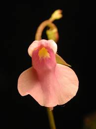 Image result for Utricularia appendiculata