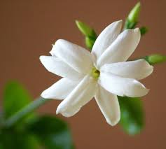 Image result for bloem lely