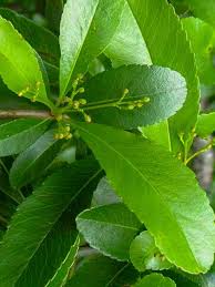 Image result for Pyracantha coccinea red column