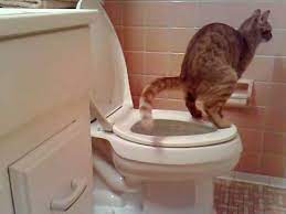 Ask a professional cat vet anytime. Cat Pooping In Toilet Youtube