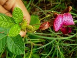 Image result for Flemingia