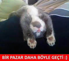 Bir Pazar Daha Boyle Gecti Mizah Matrak Espri Komik Saka Girgir Sozler Guzelsozler Komiksozler Caps Kedi Pisi Komik Hayvan Sevimli Kediler Komik