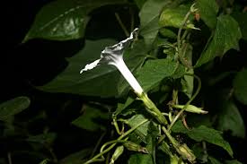 Image result for Ipomoea simonsiana